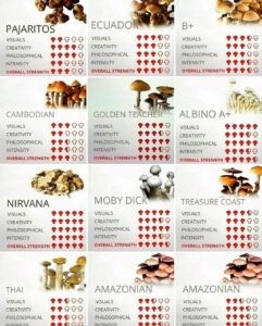 Read more about the article USA Decision on Magic Mushrooms For Sale: Understanding the Changing Conversation Around Psilocybin