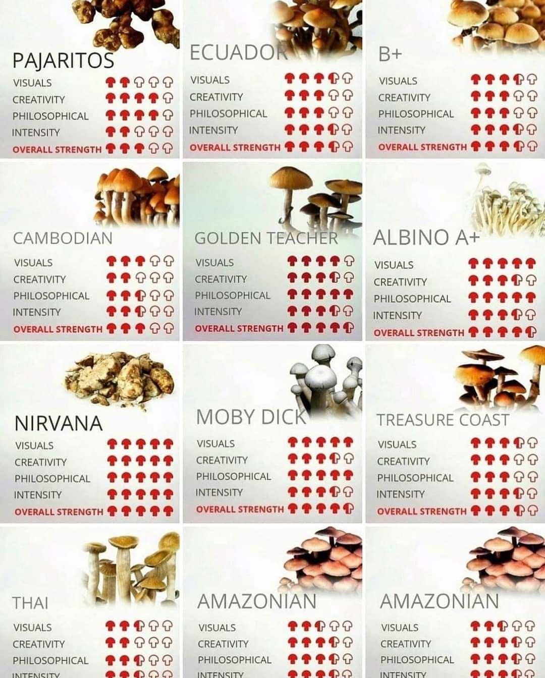 You are currently viewing USA Decision on Magic Mushrooms For Sale: Understanding the Changing Conversation Around Psilocybin